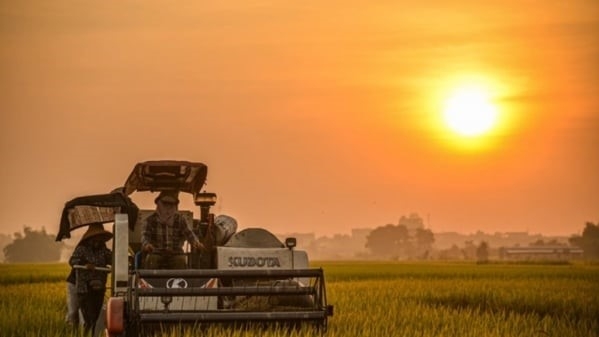 Businesses 'dump' the export rice price: Concerns have arisen